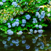 紫陽花-鏡面-