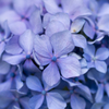 紫陽花其の壱