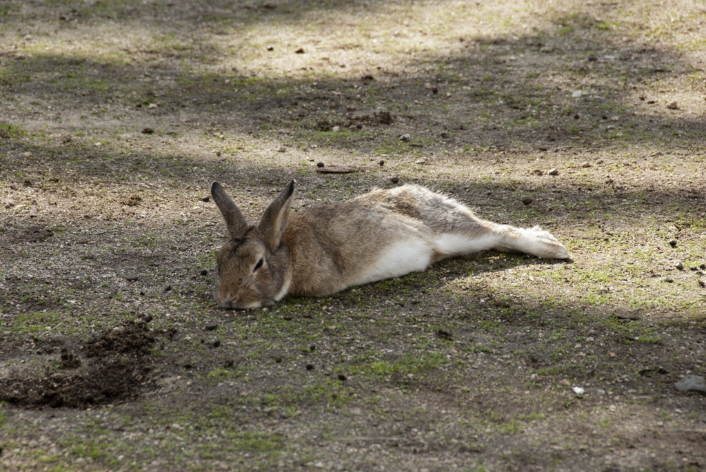 siesta