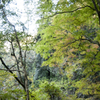 山中-緑-