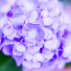 紫陽花