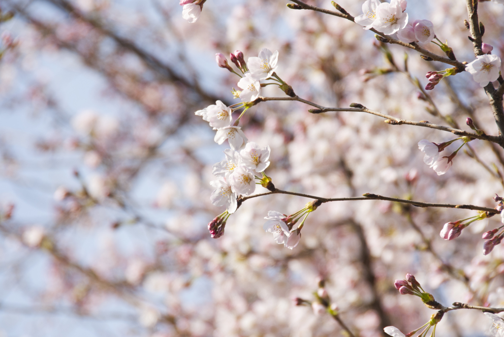 桜-04-