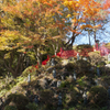 坂の上の紅葉