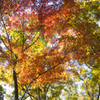 紅葉に囲まれて
