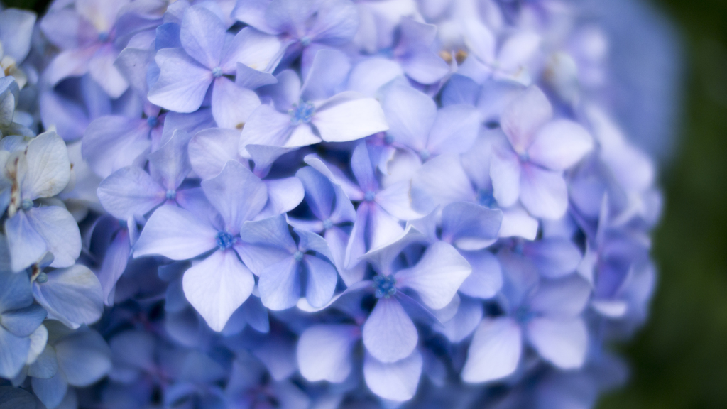 紫陽花其の弐