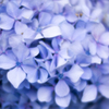 紫陽花其の弐