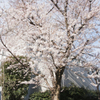 桜-02-