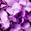 紫陽花-yori-