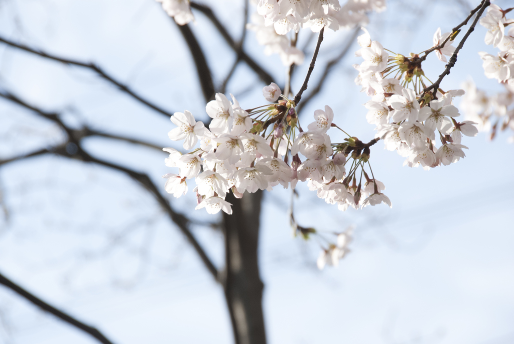 桜-03-