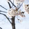 桜-03-