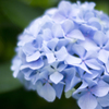 紫陽花其の参