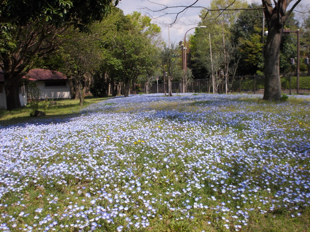 相模原公園