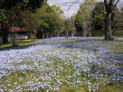 相模原公園