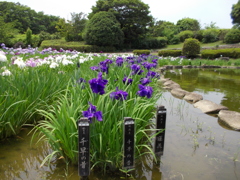 相模原公園 しょうぶまつり 