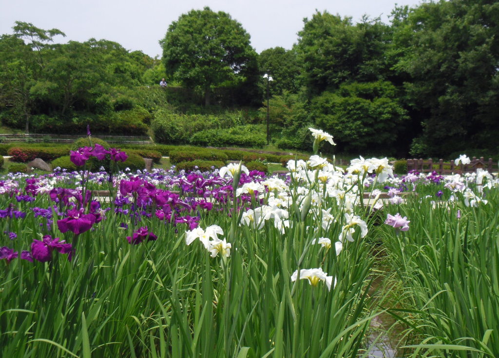 相模原公園 しょうぶまつり 