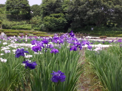 相模原公園 しょうぶまつり 