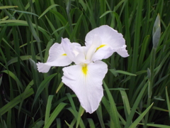 菖蒲