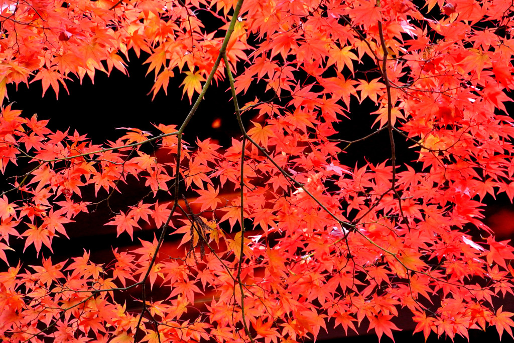 紅のもみじ