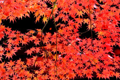 紅のもみじ