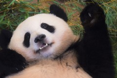 手を振るパンダ