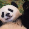手を振るパンダ