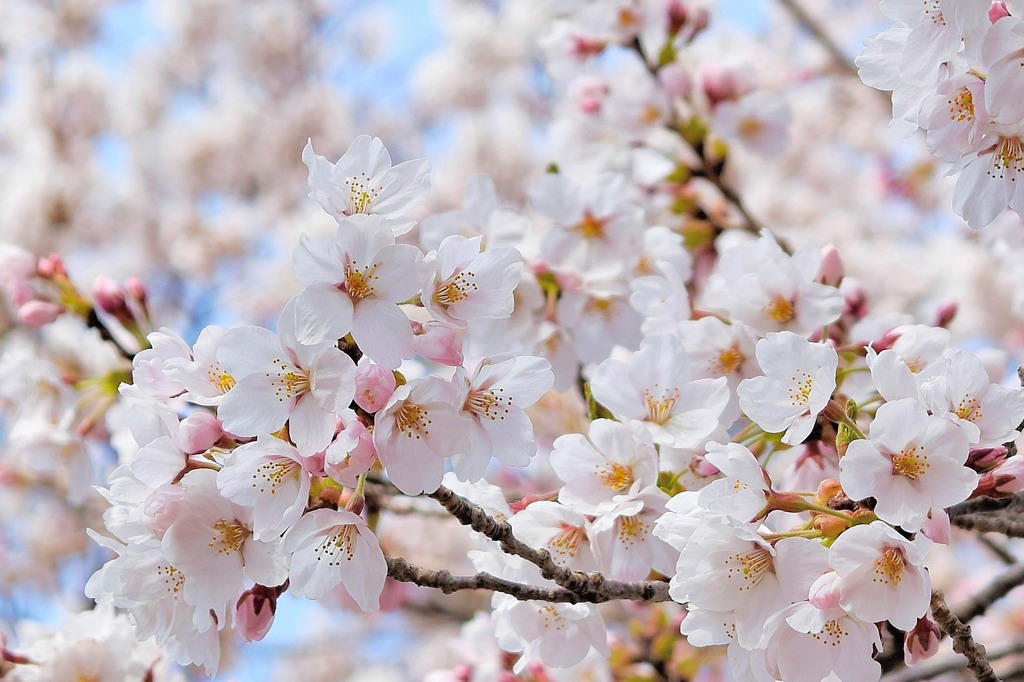 三春の桜
