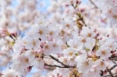 三春の桜