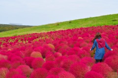 コキアのある風景