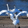 白鳥の宴