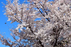 sakura