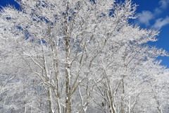 雪化粧