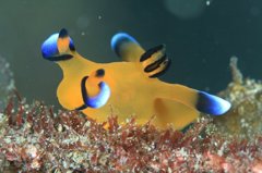 ウデフリツノザヤウミウシ