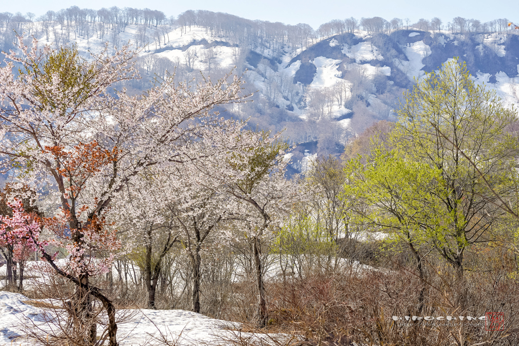 雪桜