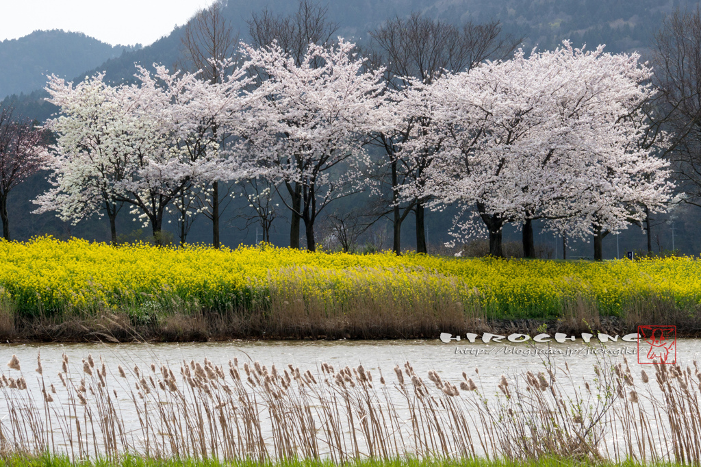 爽風の桜２