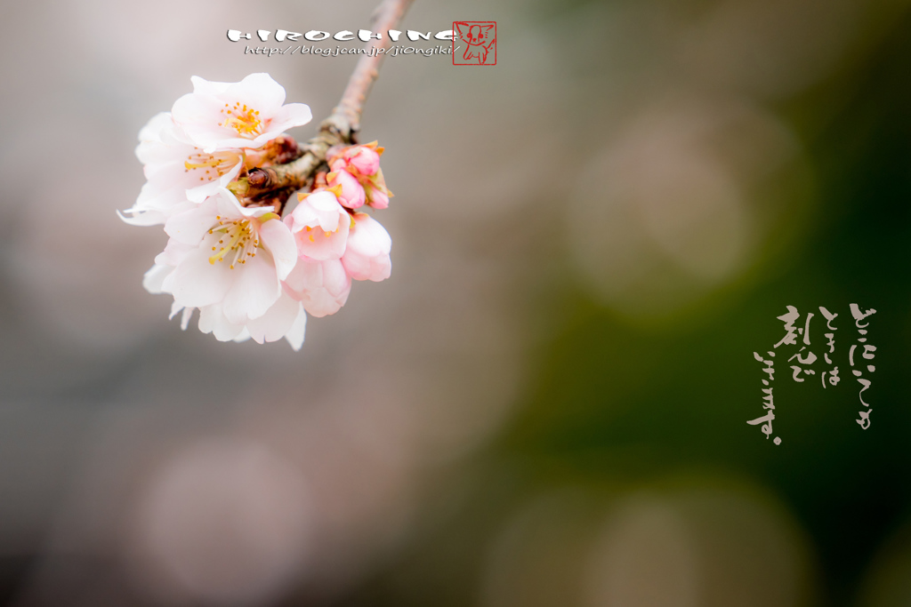 ２０１７初桜