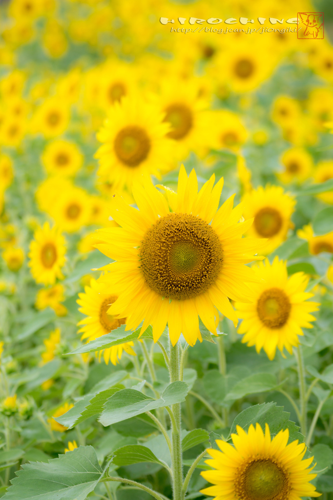 ７月が終われば