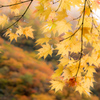 紅葉