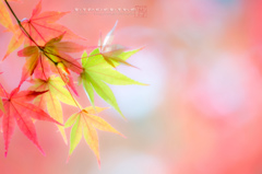 最後の華やぎ