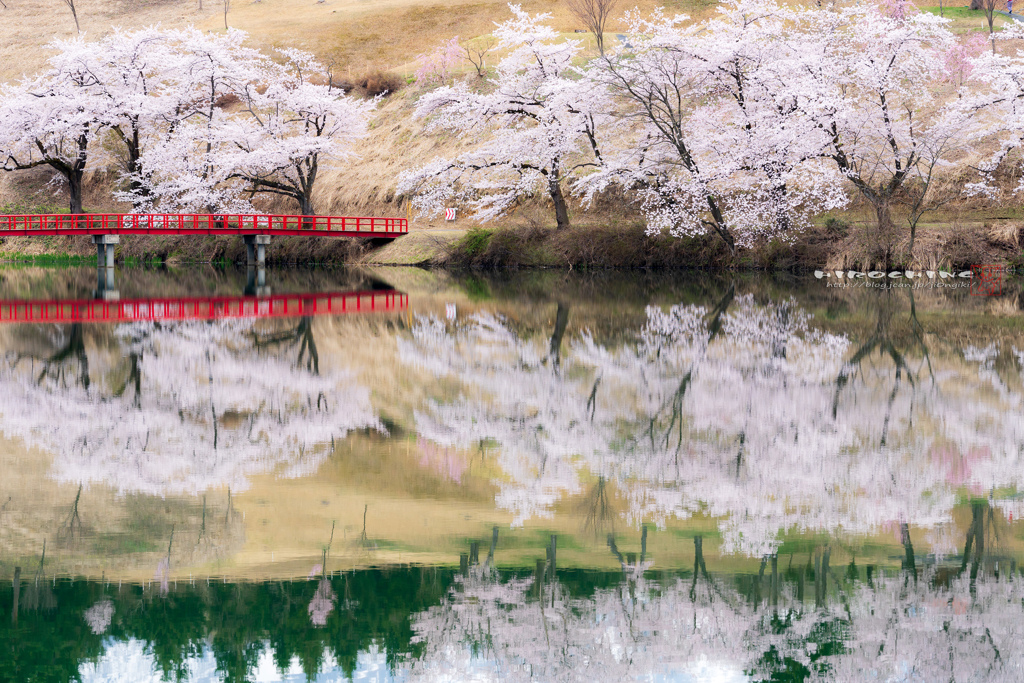 桜浪漫