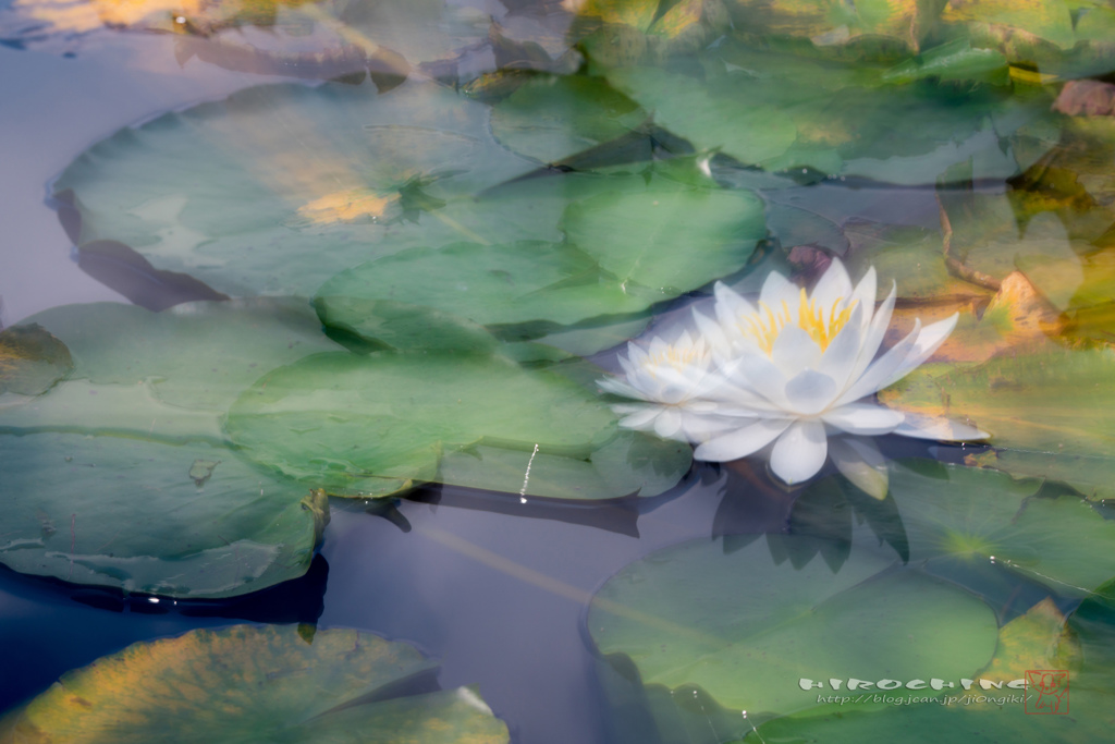 夏霞の池