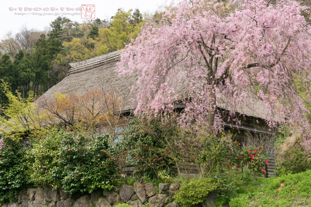 徳合枝垂桜2015　その１