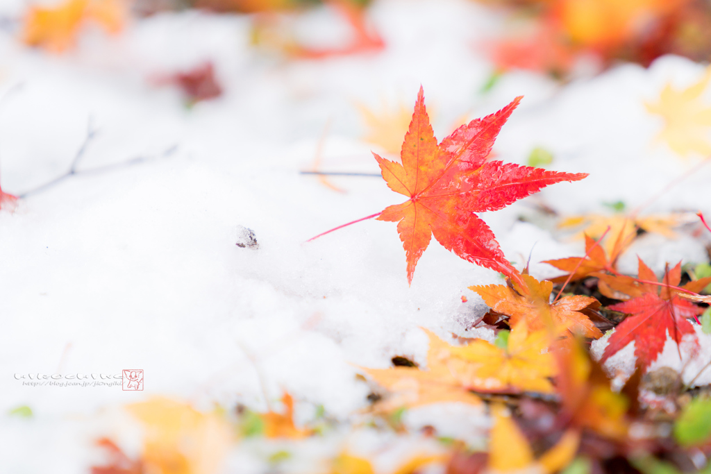 雪に落ちて