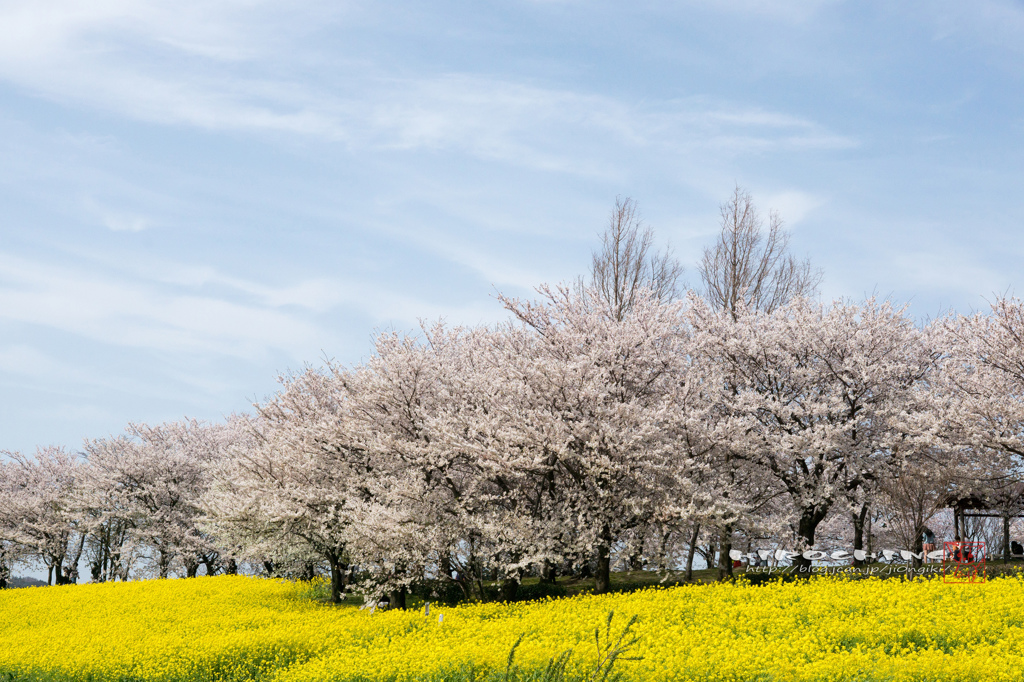 爽風の桜