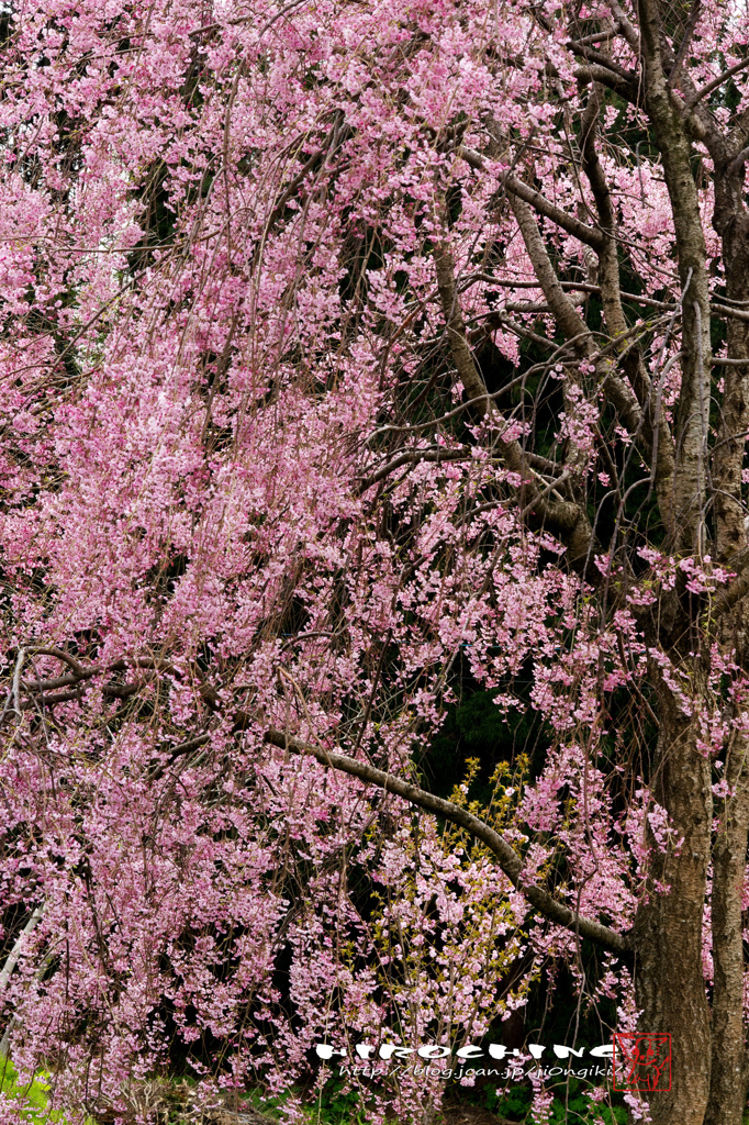 徳合枝垂桜2015　その４
