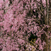 徳合枝垂桜2015　その４