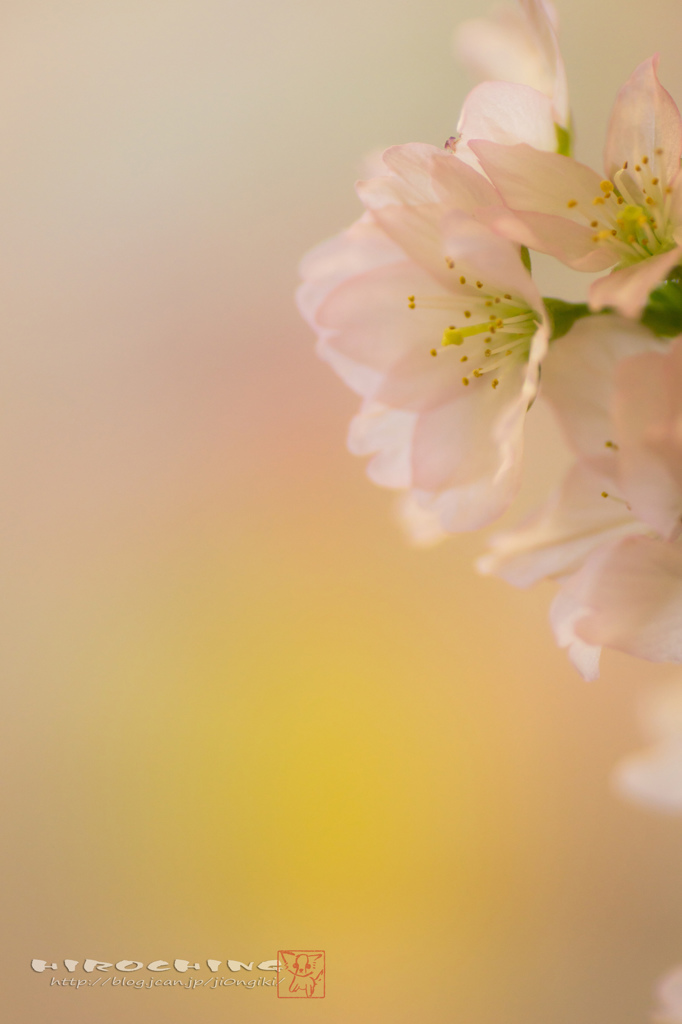 想い桜