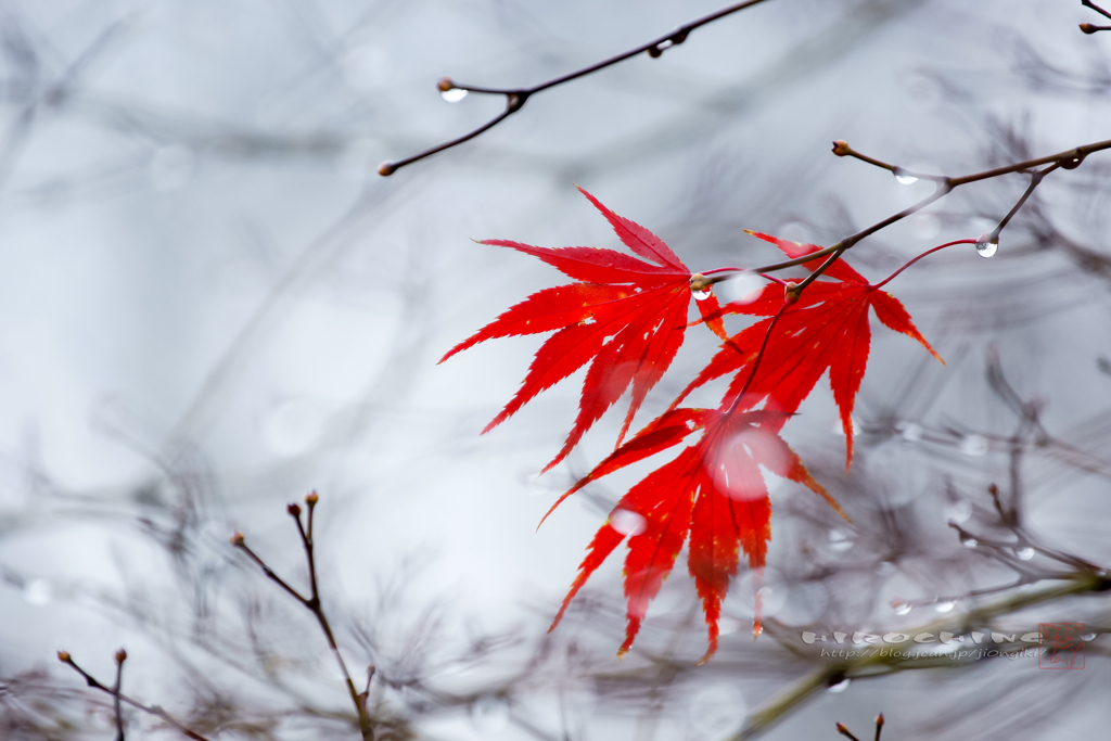 雨の三紅