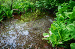 水芭蕉終宴