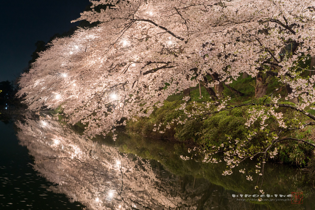 桜　story ２　２０１５