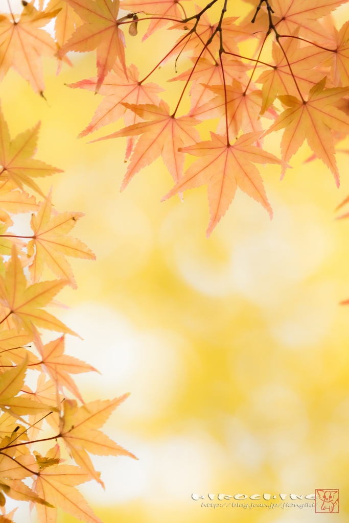秋がからみ